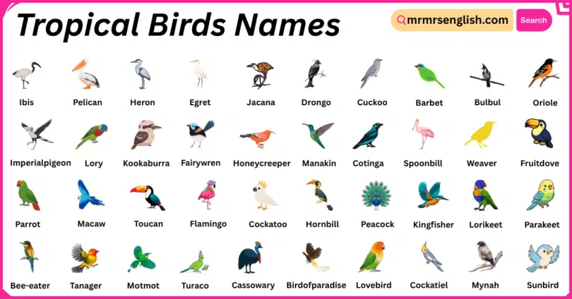 Tropical Birds Names in English with Their Pictures