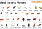 Tropical Insects Names in English with Their Pictures