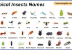 Tropical Insects Names in English with Their Pictures