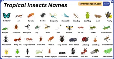 Tropical Insects Names in English with Their Pictures