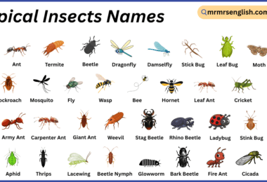 Tropical Insects Names in English with Their Pictures