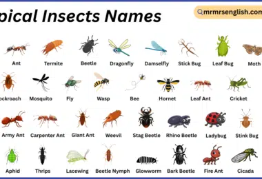 Tropical Insects Names in English with Their Pictures