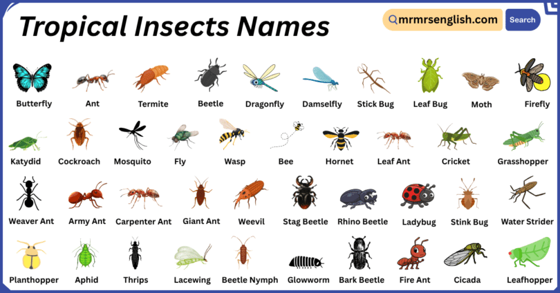 Tropical Insects Names in English with Their Pictures