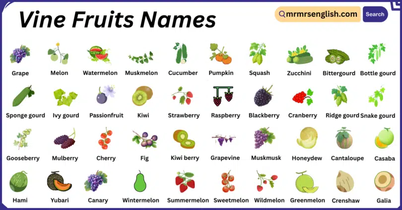 Vine Fruits Names in English with Their Pictures