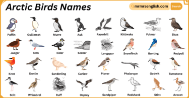 Arctic Birds Names in English with Their Pictures