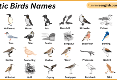 Arctic Birds Names in English with Their Pictures