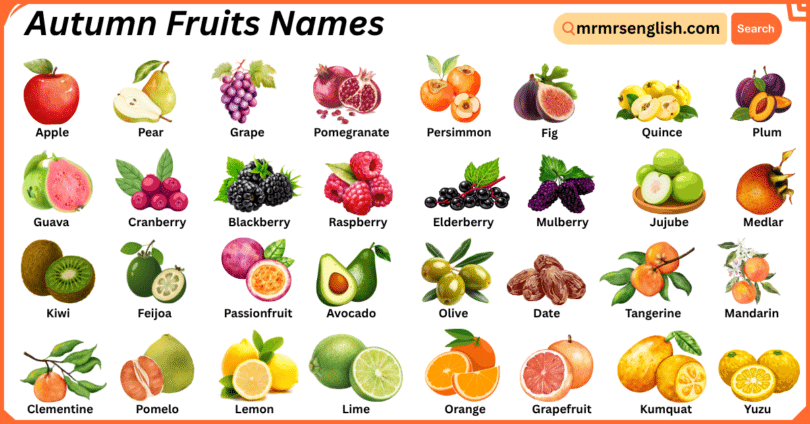 Autumn Fruits Names in English with Their Pictures