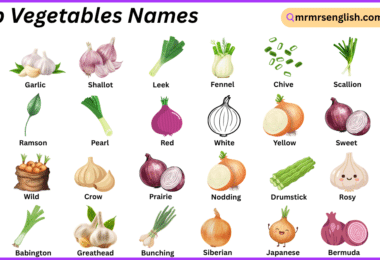Bulb Vegetables Names in English with Their Pictures