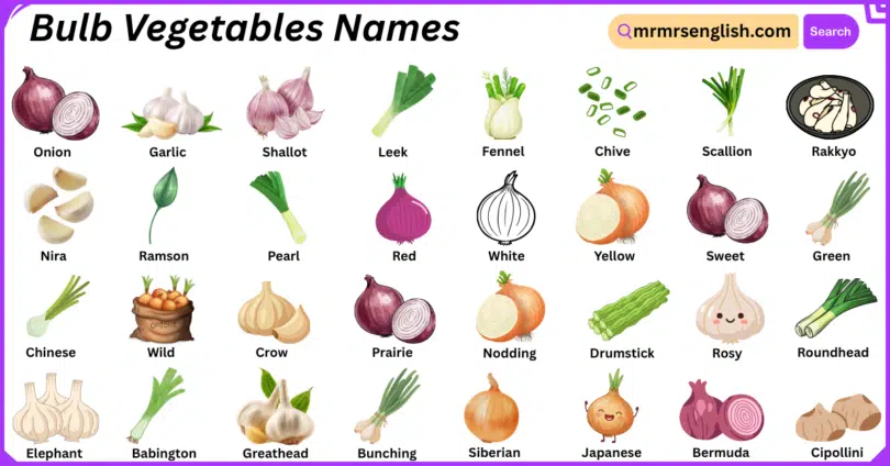 Bulb Vegetables Names in English with Their Pictures