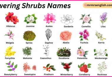 Flowering Shrubs Names in English with Their Pictures