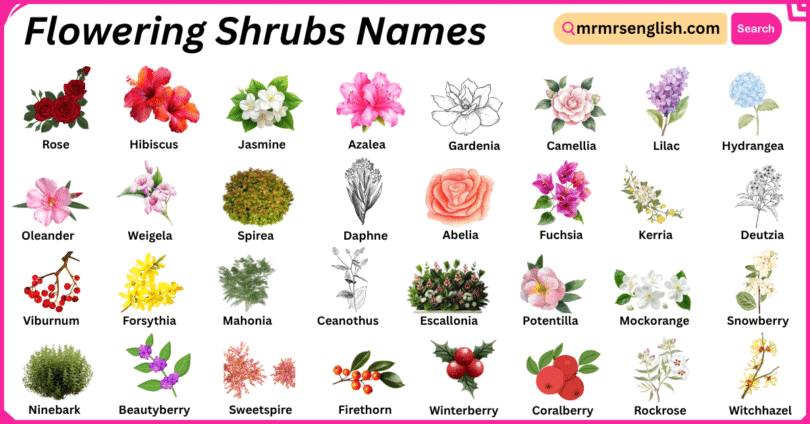 Flowering Shrubs Names in English with Their Pictures