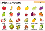 Fruit Plants Names in English with Their Pictures