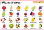 Fruit Plants Names in English with Their Pictures