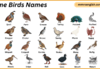 Game Birds Names in English with Their Pictures