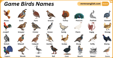 Game Birds Names in English with Their Pictures
