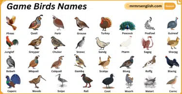 Game Birds Names in English with Their Pictures