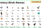 Migratory Birds Names in English with Their Pictures