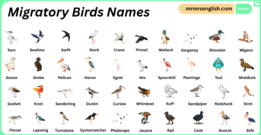 Migratory Birds Names in English with Their Pictures