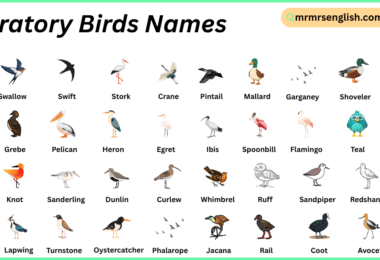 Migratory Birds Names in English with Their Pictures