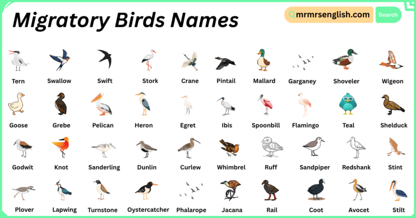 Migratory Birds Names in English with Their Pictures