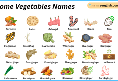 Rhizome Vegetables Names in English with Their Pictures