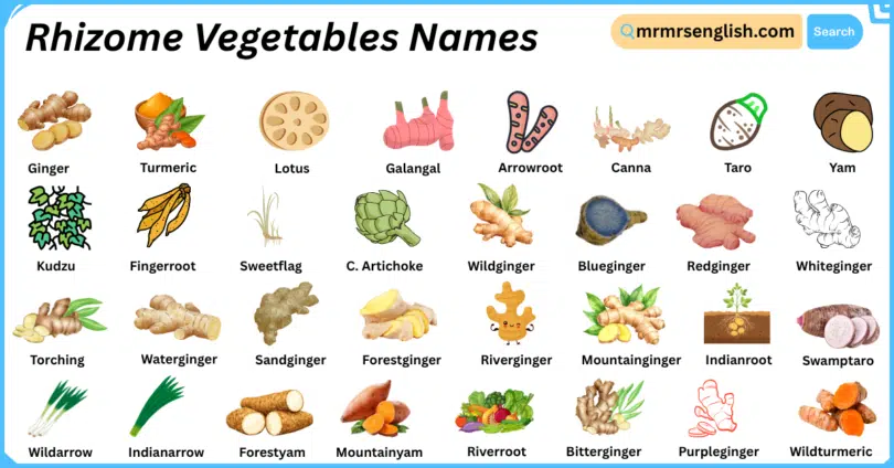 Rhizome Vegetables Names in English with Their Pictures
