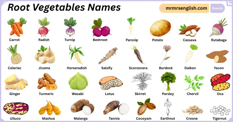 Root Vegetables Names in English with Their Pictures