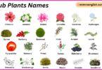 Shrub Plants Names in English with Their Pictures