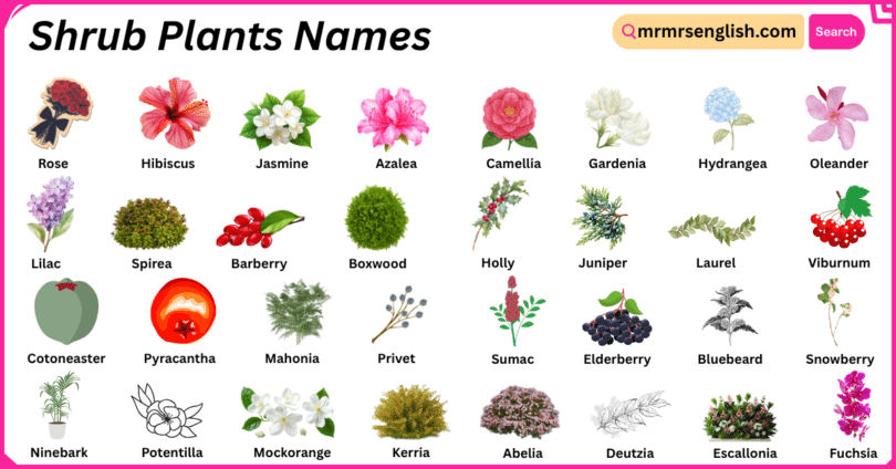 Shrub Plants Names in English with Their Pictures