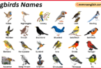Songbirds Names in English with Their Pictures