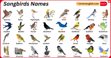 Songbirds Names in English with Their Pictures