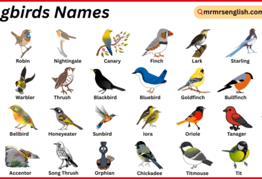 Songbirds Names in English with Their Pictures