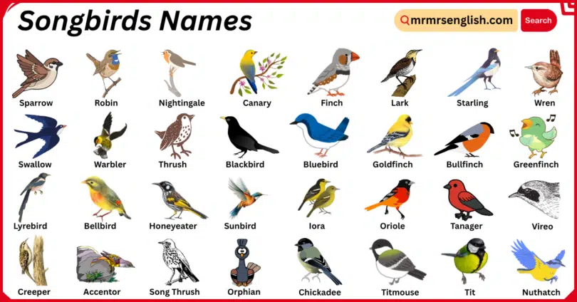 Songbirds Names in English with Their Pictures