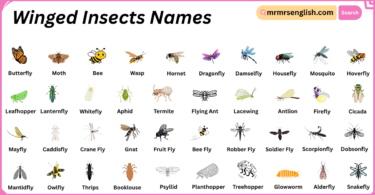 Winged Insects Names in English with Their Pictures