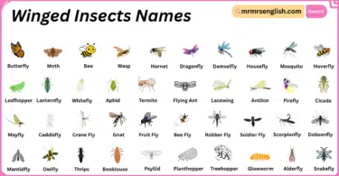 Winged Insects Names in English with Their Pictures