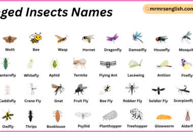 Winged Insects Names in English with Their Pictures