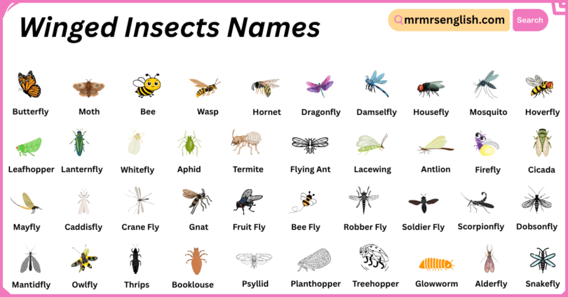 Winged Insects Names in English with Their Pictures