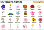Edible Flowers Names in English with Their Pictures