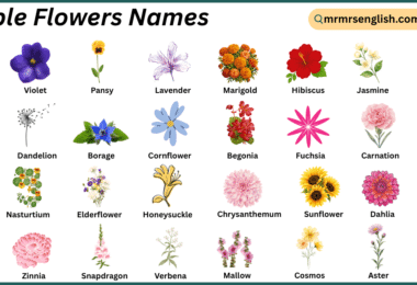 Edible Flowers Names in English with Their Pictures