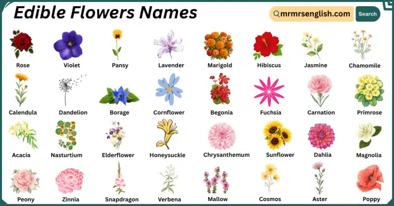 Edible Flowers Names in English with Their Pictures