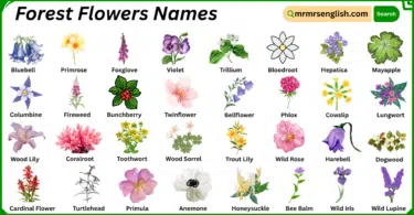 Forest Flowers Names in English with Their Pictures