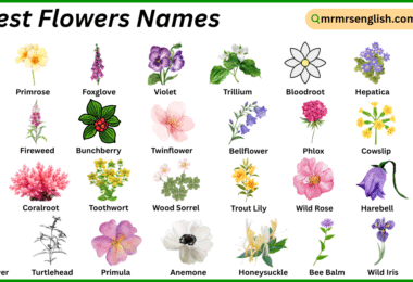 Forest Flowers Names in English with Their Pictures