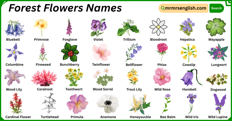 Forest Flowers Names in English with Their Pictures