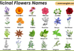 Medicinal Flowers Names in English with Their Pictures