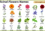 Medicinal Flowers Names in English with Their Pictures