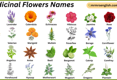 Medicinal Flowers Names in English with Their Pictures