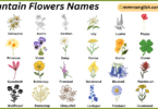 Mountain Flowers Names in English with Their Pictures