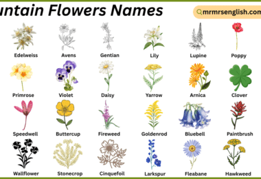Mountain Flowers Names in English with Their Pictures