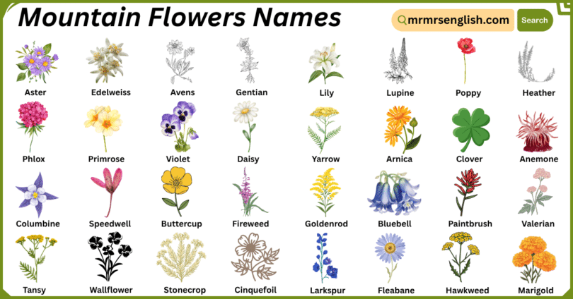Mountain Flowers Names in English with Their Pictures