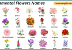 Ornamental Flowers Names in English with Their Pictures
